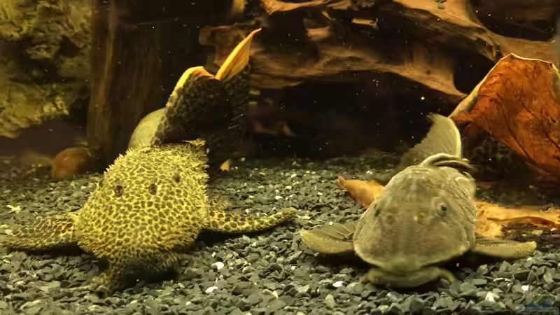 Friedlich zusammen  von Jonas B. (57)