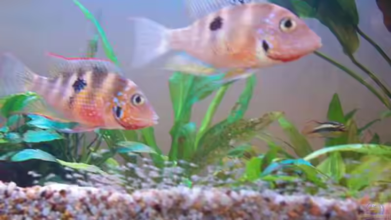 Friedliche Buntbarsche aus Mittelamerika - Arten, Haltung und Vergesellschaftung