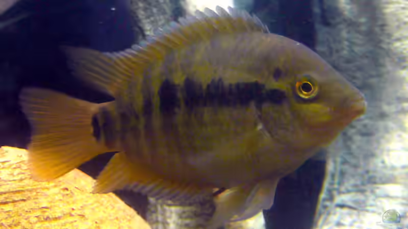 Friedliche Buntbarsche aus Mittelamerika - Arten, Haltung und Vergesellschaftung