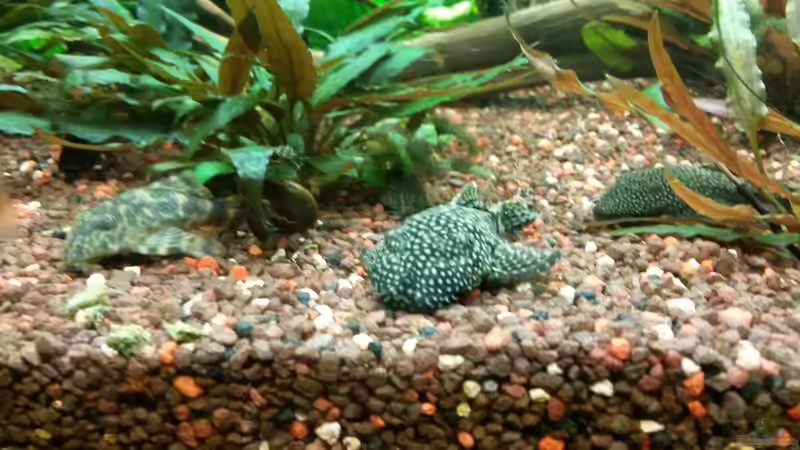 friedliches Beieinander  von Bea (9)