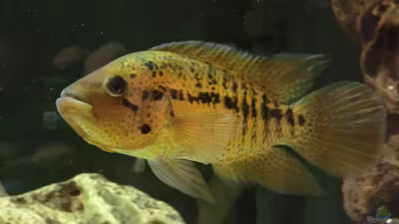 friedrichshalii m von kojandt (10)