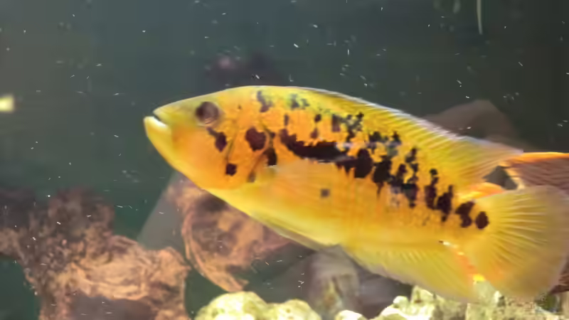 friedrichshalii w von kojandt (11)