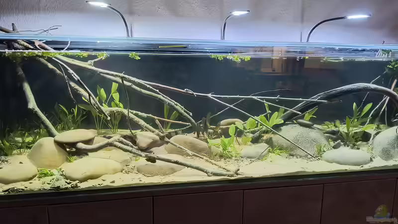 Frisch bepflanzt  von Blackwater (2)