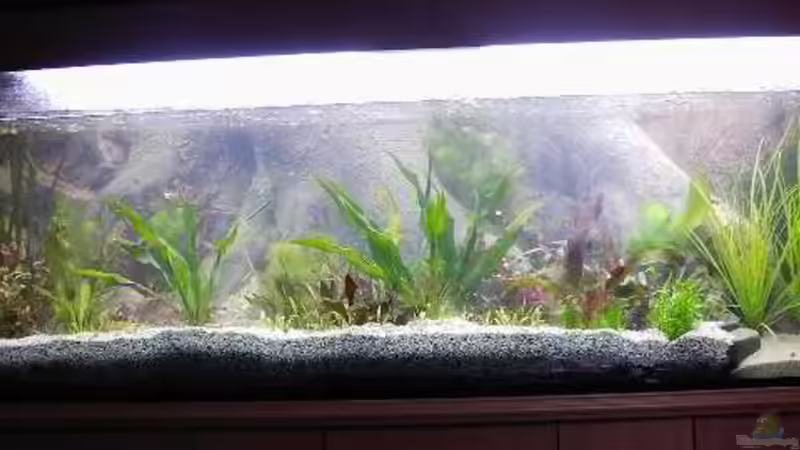 frisch bepflanzt von H.T. (3)