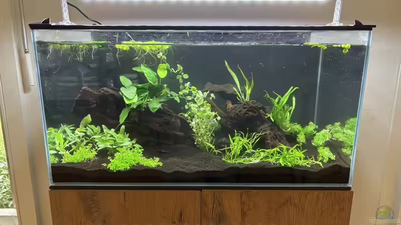 Frisch bepflanzt von Manuela (2)