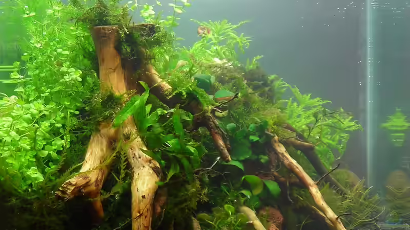 frisch bepflanzt von Sini (2)