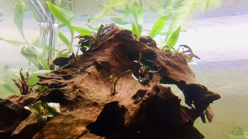 frisch bepflanzte Moorkienwurzel mit gefiedertem Wasserfreund und Bucephalandra spec. Red von Paule ´s Beckenbauer (6)