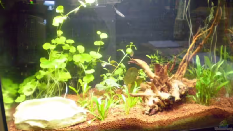 Frisch eingereichtet von Salmlerfreund (2)