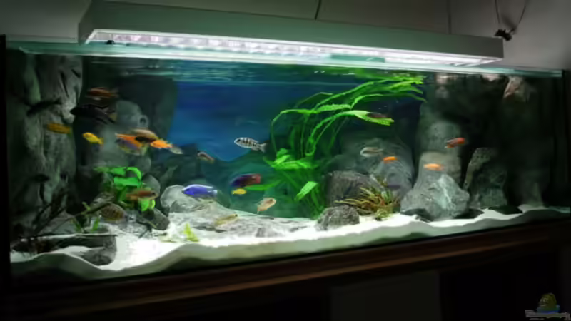 frisch eingerichtet - ohne Algenbewuchs auf den Felsen - mit Erstbesatz 2006 von Pütti (5)