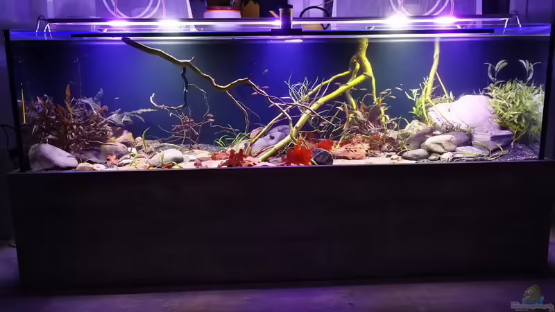 Frisch eingerichtet.  von a2b-aquaristik (6)