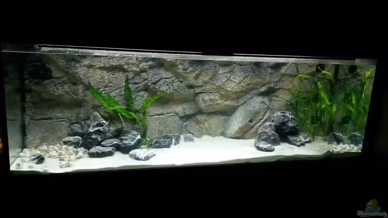 Frisch eingerichtet, noch ohne Schneckenbarsch-Krater von spriggina (3)