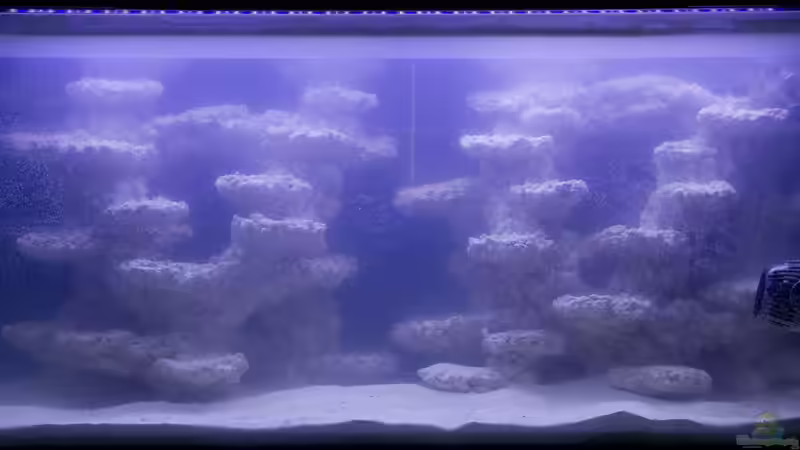 frisch eingerichtet inkl. Live Sand von mmbm78 (5)