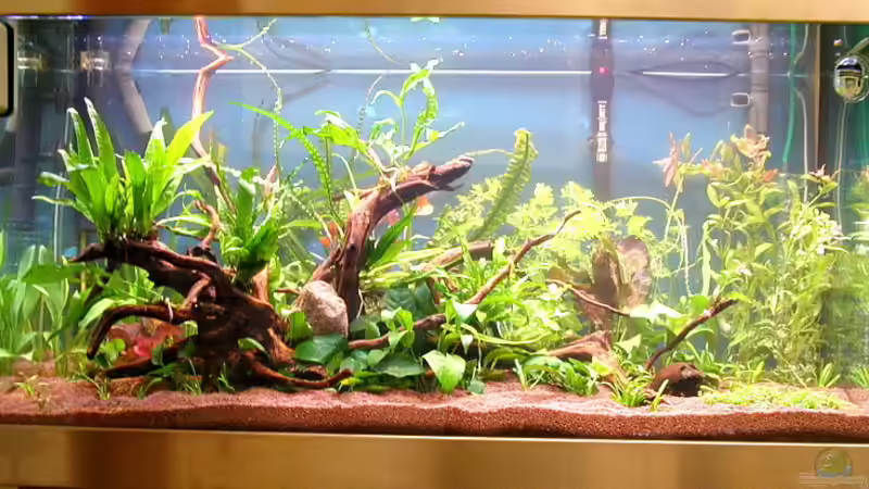 frisch eingerichtet sind die Wurzeln gut zu sehen von Heike Wodzinski (5)