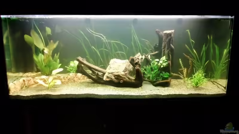 frisch eingerichtet Sommer 2013 von Aqualady (1)