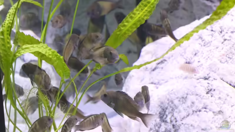 frisch eingesetze, noch erschrockene Gruppe von NicoD (77)