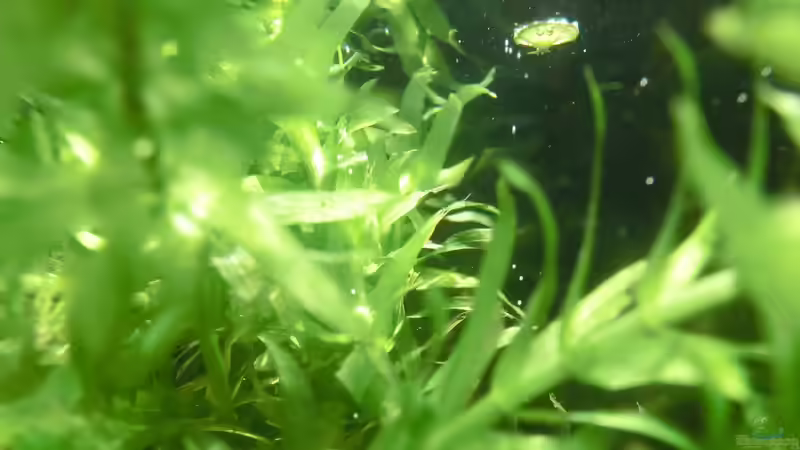 frisch eingesetzte Wasserpest am 21.07.2016 von Laufilauf (13)