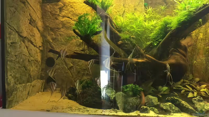 Frisch eingezogen! 15 Orinoco Altum  von Insulaner (19)