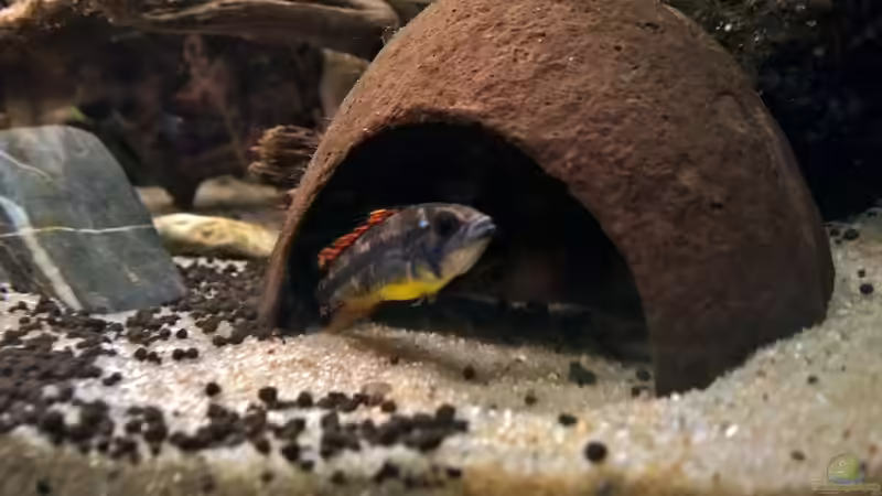 Frisch eingezogen und schon die Höhle vom Panzerwels besetzt. Naja es gibt ja noch von Martin L. (16)