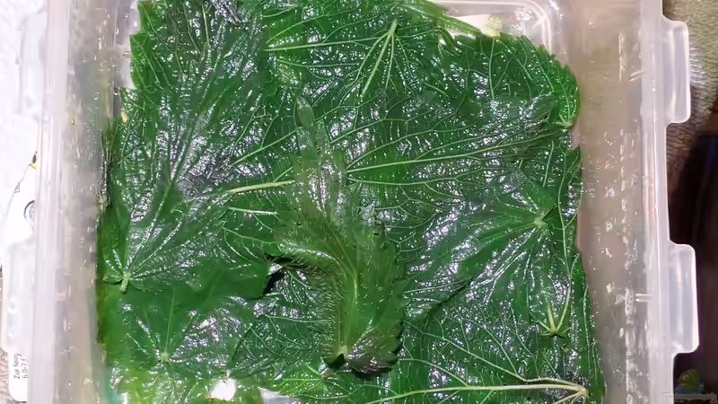 Frisch gebrühte Brennessel von raubsau (70)