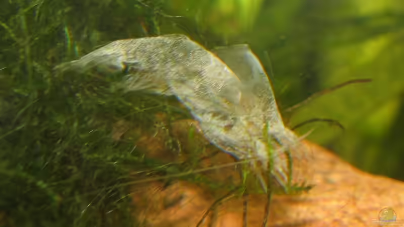 frisch gehäutet von Eleanor (11)