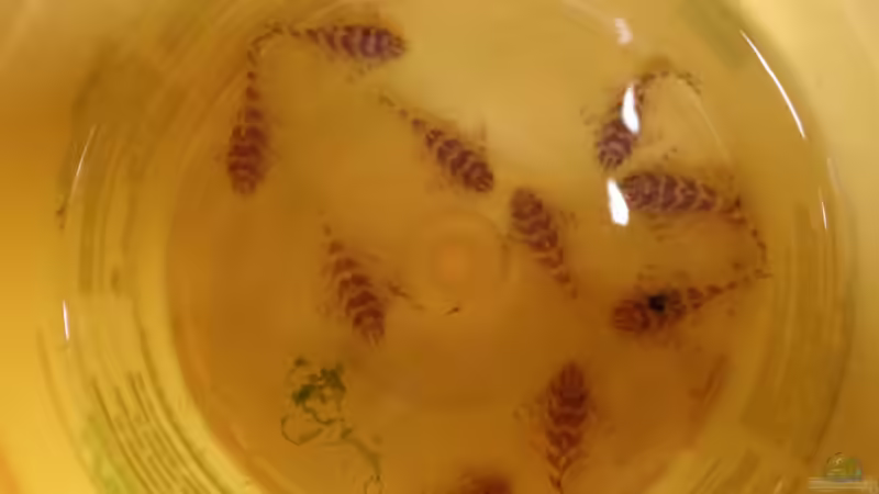 Frisch geholt: L134 von raubsau (168)