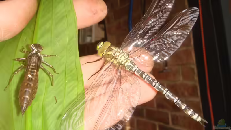 frisch geschlüpfte Blaugrüne Mosaikjungfer von Goldfisch (25)