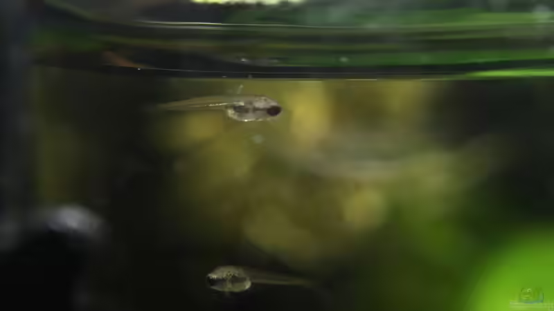 Frisch geschlüpfte Larven von Jaenu00 (6)