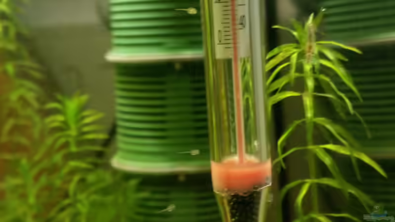 Frisch geschlüpfte Otothyropsis an der Scheibe. von Zwergwels Fan (9)