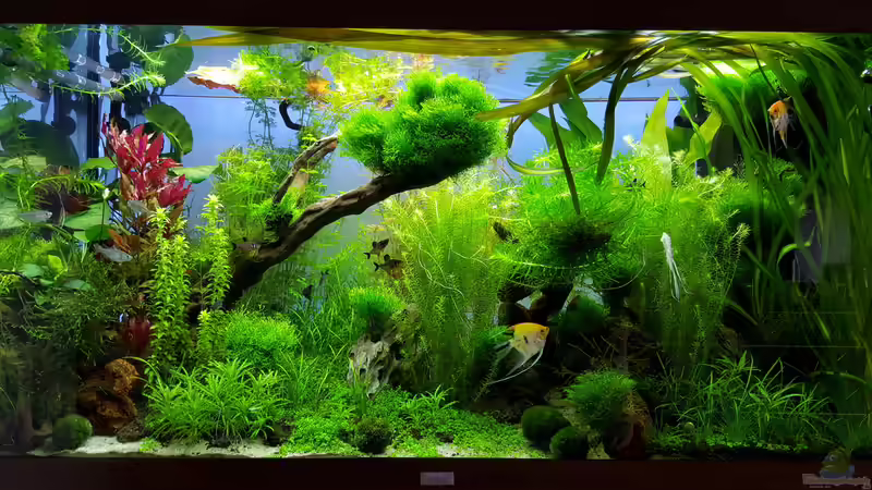 frisch gestutzt xD von Sebastian Hartmann (71)