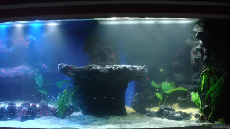 frisch gewässert von Couro (34)