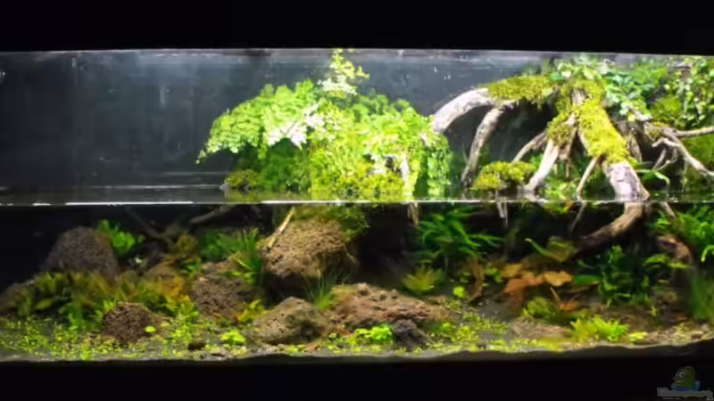 Frisch nach dem Einrichten am 15.04.2010 von -serok- (6)