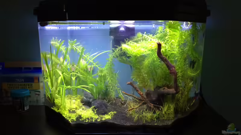 Frisch nach dem Wasserwechsel/´Gärtnern´ von Manuela (4)