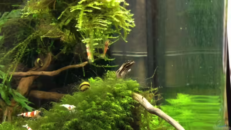 frisch nach den einsetzen 28.10.12 von Walde (94)