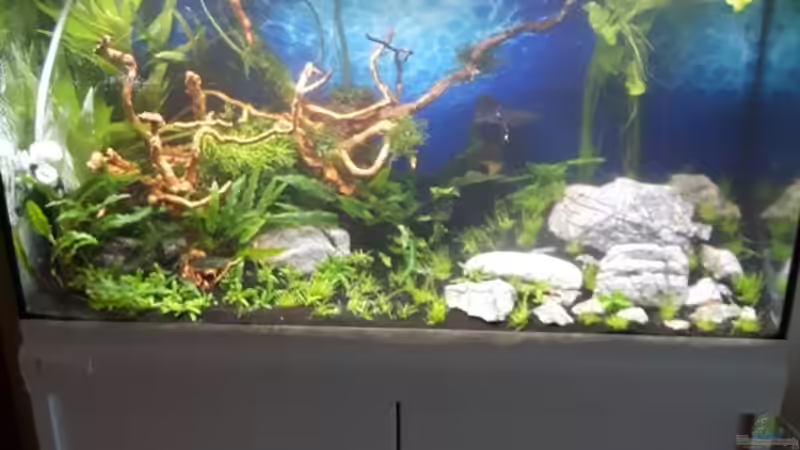 frisch nach der Einrichtung von Der Nicky (26)