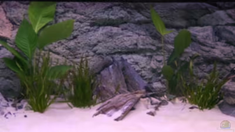 frisch nach Einrichtung von Martin Hänggi (2)