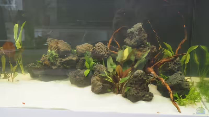 frisch nach Einrichtung von Nietzus (2)