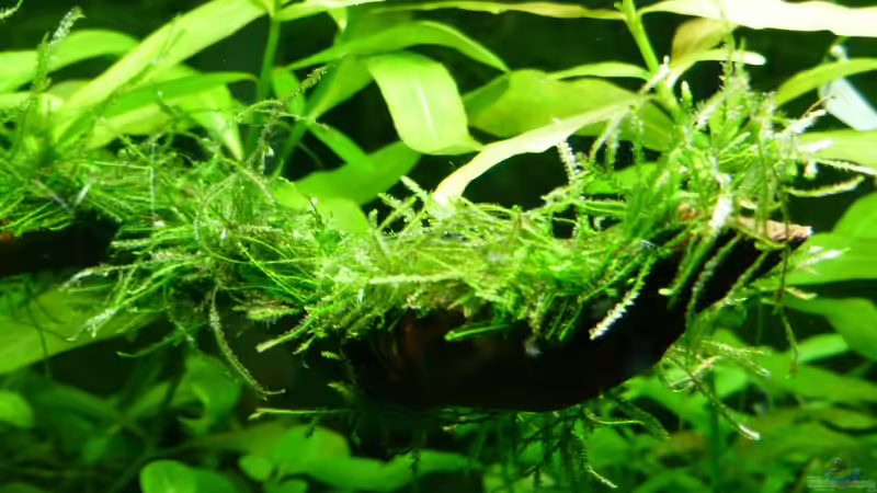 frisches Moos auf Wurzel gebunden... von AquaNRW (7)