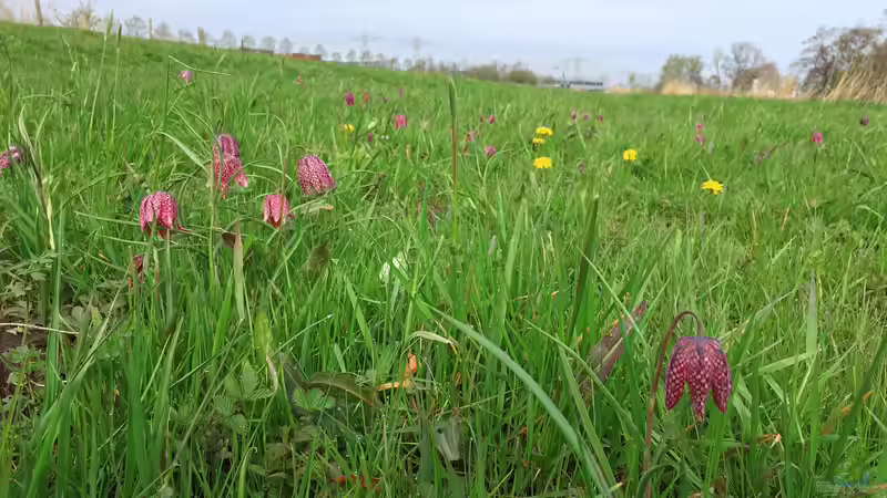 Fritillaria meleagris: Die Schachblume in ihrem natürlichen Lebensraum