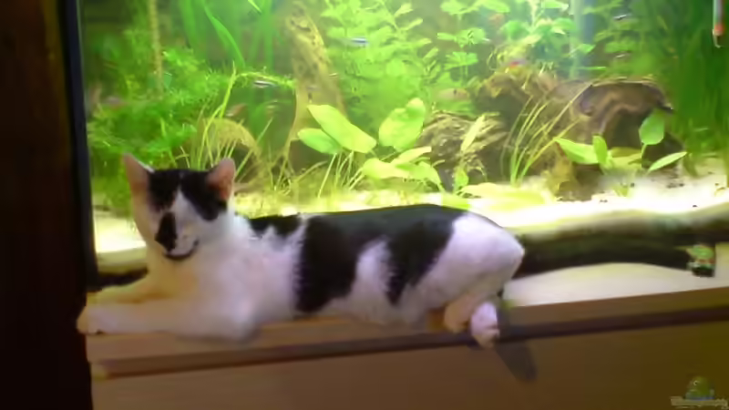 Fritz the Cat von elmo (5)