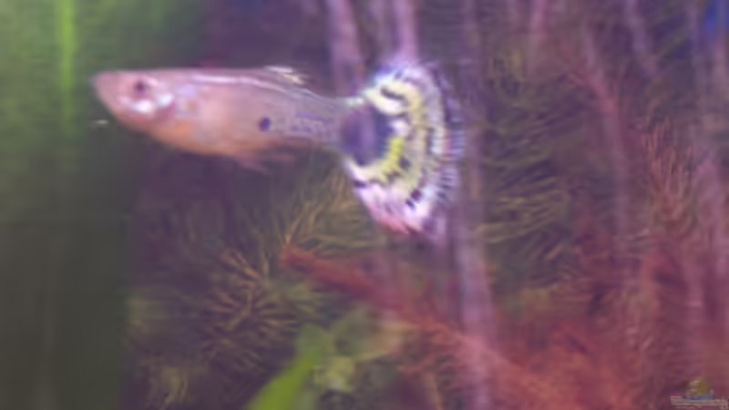 Fritz von jhgfsjgfhl (15)