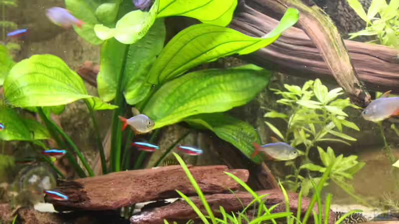 Fröhliches Schwimmen von Andy Weiss (16)