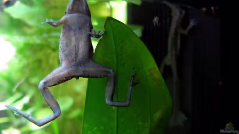 Frösche beim Atmen von Stefan Peter (41)