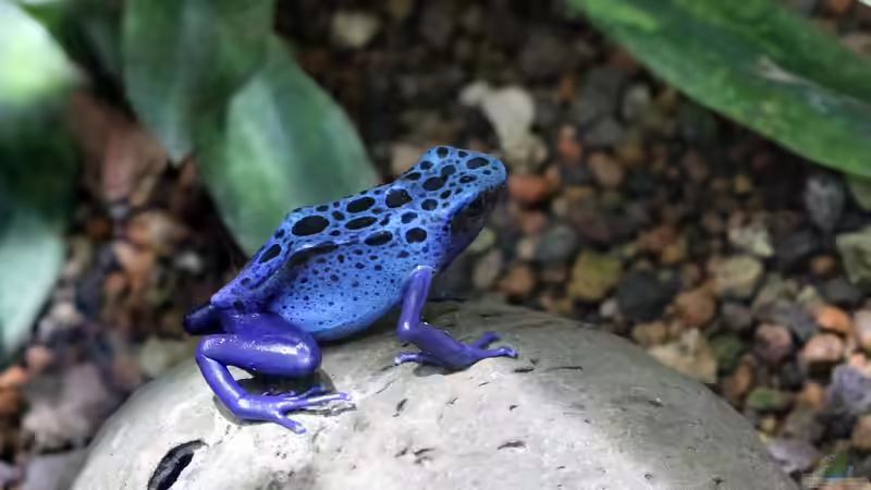 Frösche im Terrarium halten: Das sind die beliebtesten Anfänger-Arten