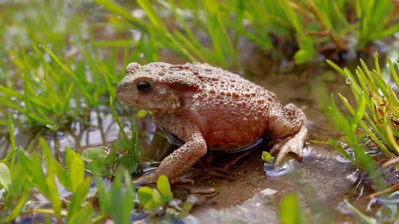 Frösche im Terrarium halten: Das sind die beliebtesten Anfänger-Arten