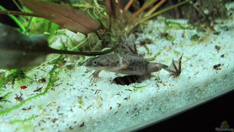 Frösche im Terrarium halten: Das sind die beliebtesten Anfänger-Arten