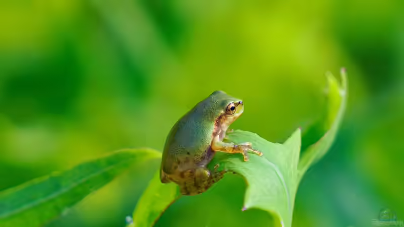 Frösche im Terrarium halten: Das sind die beliebtesten Anfänger-Arten