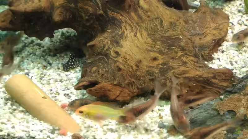 Hypancistrus sp. L-201 im Aquarium halten (Einrichtungsbeispiele für Orinoco-Engelsharnischwels)