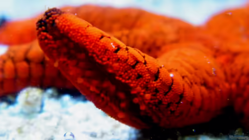 Fromia indica von Malawigo (60)