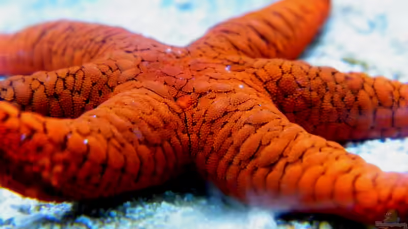 Fromia indica von Malawigo (61)