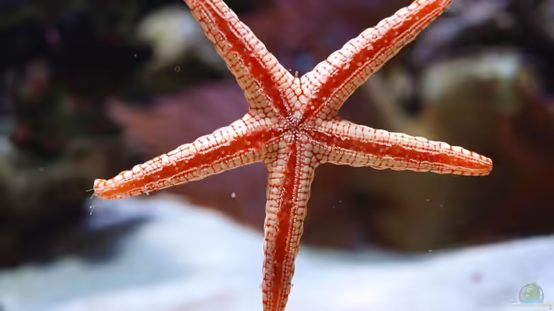 Fromia nodosa im Aquarium halten (Einrichtungsbeispiele für Knotiger Seestern)